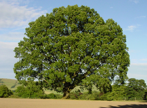 A sessile oak at Cappleside